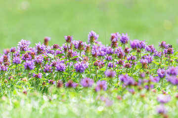 close-up detailed photo of purple wildflowers against green natural background