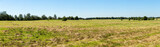 Fototapeta  - Panorama of a farm field with cut grass and clear blue sky on a summer sunny day. Rural landscape