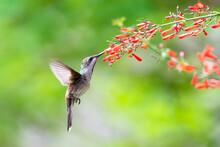 A Female Ruby Topaz Hummingbird (Chrysolampis Mosquitus), Feeding On The Red Flowers Of An Antigua Heath Shrub With A Blurred Green Background. Bird In Garden. Hummingbird In Flight.