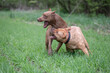 © shymar27 - Two young purebred pit bull terriers fight in the meadow.