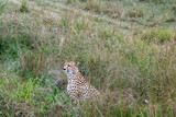 Fototapeta Sawanna - cheetahs during courtship are resting as a couple in the tall grass 