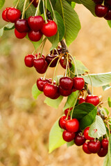 Wall Mural - red cherries on a tree