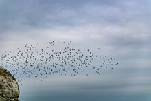 Flock Of Birds In The Sky