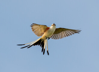 Sticker - Scissor-tailed flycatcher (Tyrannus forficatus) flying in blue sky, Galveston, Texas, USA.