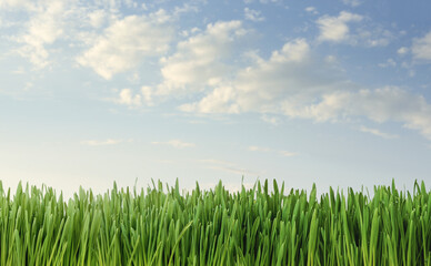 Wall Mural - close up of fresh grass over blue sky background with copy space