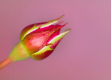 Close Up Of A Red Rosebud Isolated On Rose Background