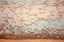 Alight: A Large Flock Of Snow Geese Taking Off. 