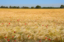 Wheat Field With Red Poppies