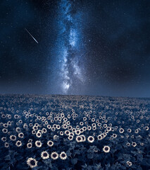 Wall Mural - agriculture by night, poland. milky way over sunflower field.