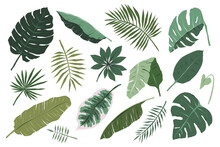 Various Tropical Leaves Isolated On White Background, Monstera, Palm And Banana Branches Illustration, Modern Vector Cliparts In Boho Style, Jungle Foliage Clip Art Collection, Botanical Illustration