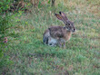 Bunny rabbit jack rabbit acts wary in the grass
