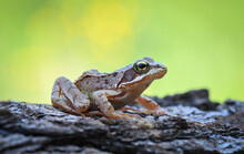 Junger Grasfrosch - Rana Temporaria - Common Frog