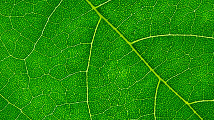 Wall Mural - the structure of the green leaf
