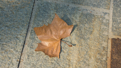 Wall Mural - fallen leaf in the street in milan city