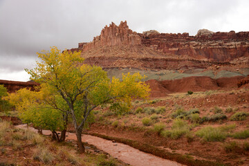 Wall Mural - the castle rock formation and changing cottonwood trees along the fremont river in autumn in  capitol reef national  park, utah