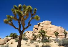 Joshua Trees And Rock Formations  On A Sunny Day  In Joshua Tree National Monument, California