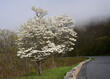  flowering white dogwood tree in the fog in spring in shenandoah national park, virginia     