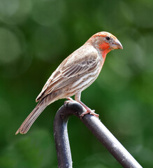 Wall Mural - close up of cute red-throated house finch perched on a rod in summer in broomfield, colorado
