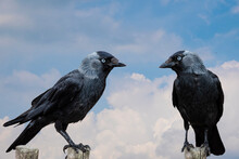 Two Eurasian Jackdaws - Corvus Monedula, Resting On An Old Fence
