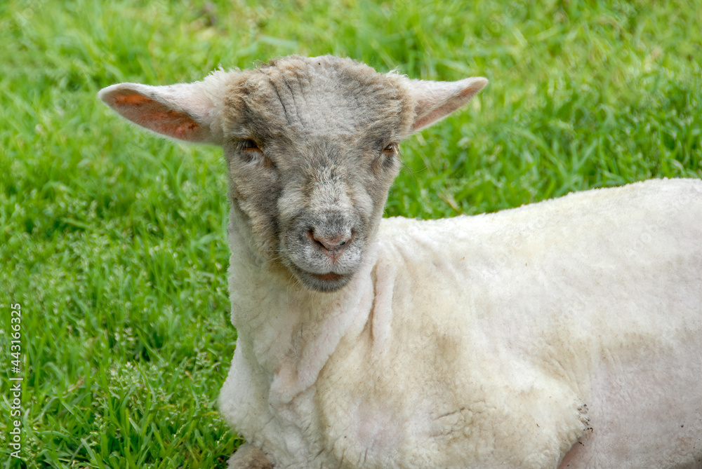 Close up of a young spring lamb sitting in  the grass 