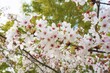 © MSAIA - 公園に咲く白く可憐な桜の花と空