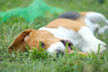 beagle puppy playing with bone