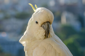 The Australian sulpher crested cockatoo - cacatua sulphurea