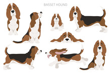 Basset Hound Clipart. Different Coat Colors And Poses Set