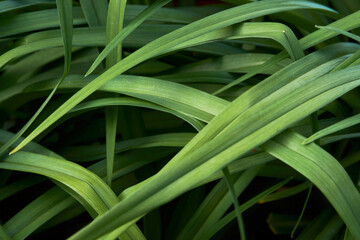 Green leaves texture background, close-up