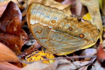 Wall Mural - Close up of beautiful butterfly in nature, Cambodian Junglequeen, the very rare butterfly in Thailand, sipping syrup from sweet yellow fruit on the ground