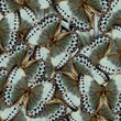Exotic Grey and Green Background made of Cambodian Junglequeen Butterflies