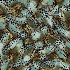 Wall Mural - Exotic Pale Green and Grey Background made of Cambodian Junglequeen Butterflies in the greatest design and pattern