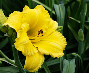 Wall Mural - Yellow beautiful flower daylily close up