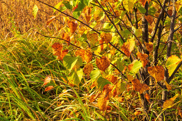 Wall Mural - Autumn forest nature close up with grass and tree