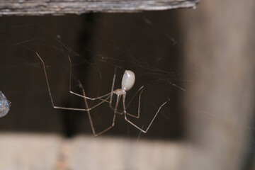 holocnemus pluchei spider macro photo
