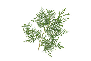 white cedar branch isolated on white background. thuja occidentalis. evergreen garden plant twig.