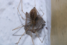 Holocnemus Pluchei Spider Macro Photo