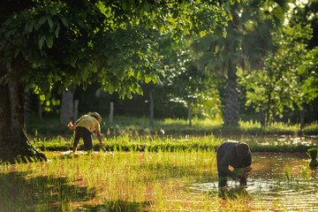 Wall Mural - Farmer and buffalo in rice field Thailand