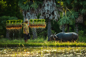 Wall Mural - Farmer and buffalo in rice field Thailand