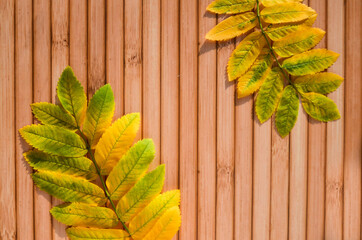 Two yellow leaves of mountain ash on brown wooden surface. Minimalistic autumn background for seasonal layouts with space for text. Leaves, top view, on wooden textured background of narrow boards.