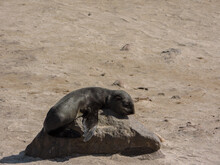 Baby Seal Sunbathing On A Rock. Location: Namibia.