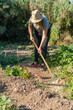 © raul - Farmer woman working in vegetables garden, harvesting fresh potatoes.