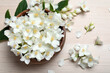 Beautiful jasmine flowers on white wooden table, flat lay
