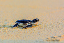 Baby Turtle On The Beach
