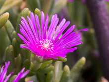 Pale Dewplant (Drosanthemum Floribundum) Bright Pink Flower Closeup