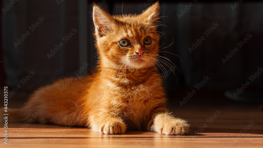 Młody rudy kotek - obrazy, fototapety, plakaty 