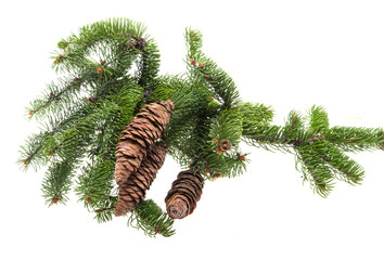 Poster - christmas fir cone isolated