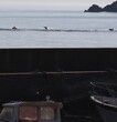 Dolphins behind the fishing boat 