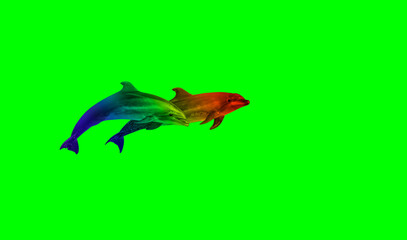 Dolphins isolated on green screen  background