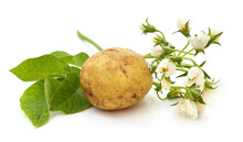 Potatoes With Flower And Leaves.